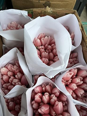 Букеты из живых цветов: Тюльпаны - Сорт: нежно-розовые тюльпаны с мягкой желтой каймой на — 3