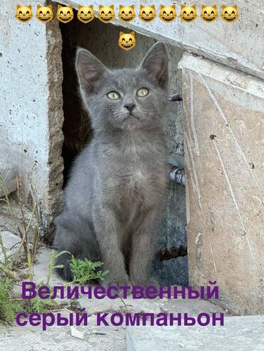русская голубая кошка котята: Кошка даром: Русская голубая, 3 месяца, Мальчик
