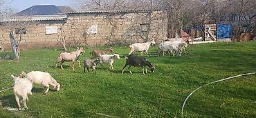 keci hələb: Sanne, heleb,Alpen sortlaridi — 3
