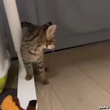 объявление щенки в добрые руки: Бенгальская, 3 месяца, Мальчик