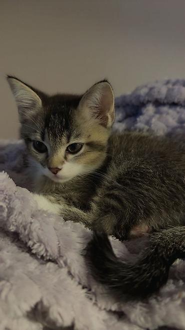 ragdoll pisik: Şotland, Erkək, Pulsuz çatdırılma, Rayonlara çatdırılma — 2