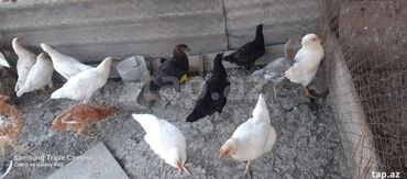 cins ineklerin satisi: Salam, kend colpalari satilir, suali olna yalniz vatsapa yazsin