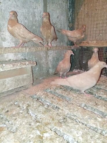 deve quşu: Sarı balalat satılır quslar Berdededi qiymeti 60 manatdi qiymeti sondu