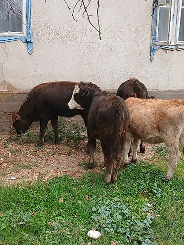 Продам с/х животных: Продаю | Корова (самка) | Для разведения — 1
