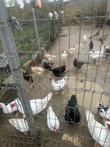 Ördəklər: Dişi, Ətlik — 15