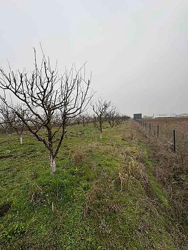 Prodaja zemljišta: Plac Ugrinovci centar, 110 ari + voćnjak Uknjižen 1/1 na ime vlasnika — 7