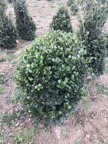 Şitillər: Dekartiv və meyvə ağacları istenilen sayda ve istenilen növde var — 17