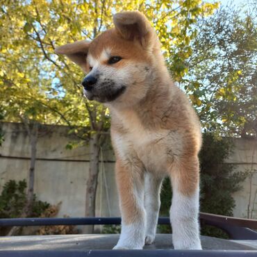 alman iti: Akita-inu, 2 ay, Dişi