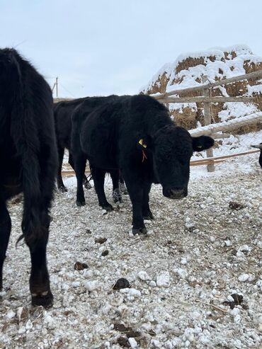 Коровы, быки: Продаю | Бык (самец) | Ангус | На откорм | Племенные — 1