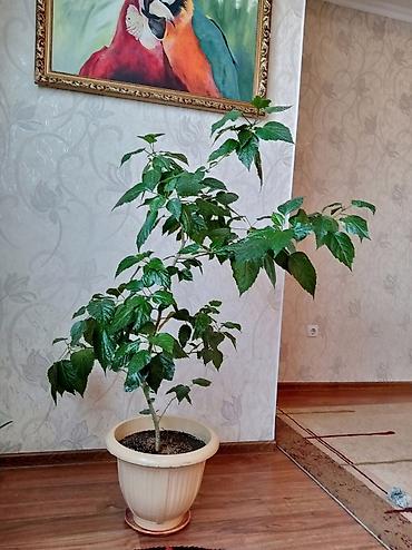китайские розы: Продаётся домашнее, декоративное,большое растение "КИТАЙСКАЯ РОЗА" — 3