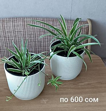 хлорофитум кудрявый: Хлорофитум (Chlorophytum comosum) в горшках. - Разновидность — 1