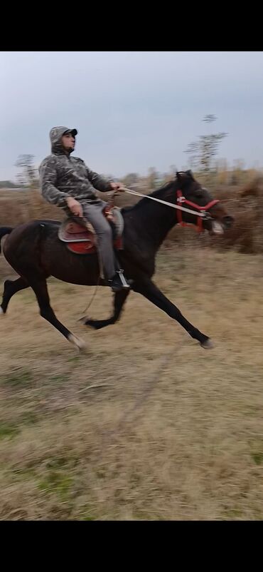 собака доберман сколько стоит: Сатам | Жылкы (эркек), Байтал | Кара Жорго | Көбөйтүү үчүн, Жумушка, Ат спорту | Асыл тукумдуу, Жасалма жол менен боозутуу