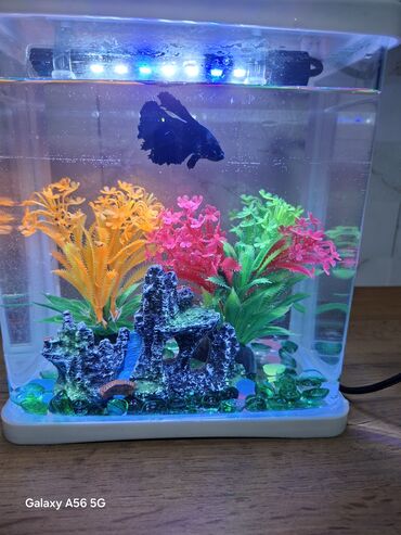 где купить водоросли для аквариума: Продается компактный кубический аквариум из стекла с белой крышкой