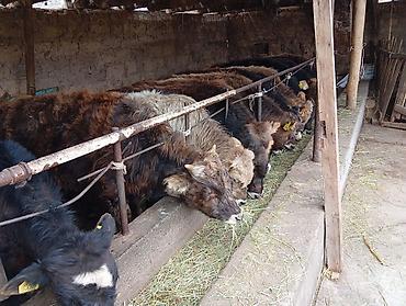 Коровы, быки: Продаю | Бык (самец) | Швицкая | На откорм — 5