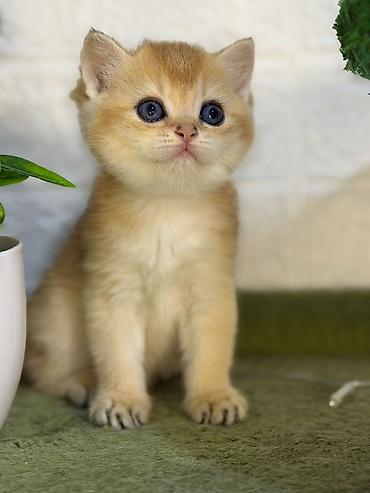 Pişiklər: Britan — 3