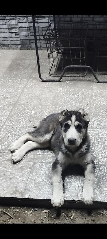 Продажа собак: Алабай, 3 месяца, Самец, С прививкой — 7