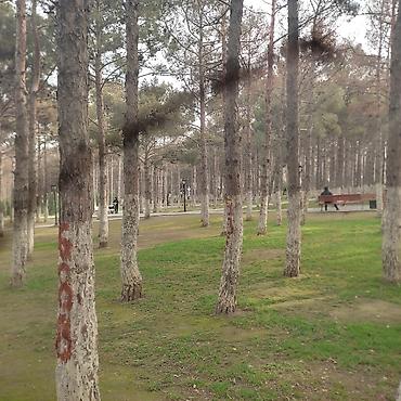 müəllim tələb olunur: Park atraksiyonlara tanboline ve batuta isci teleb olunur nezaretci ve — 1