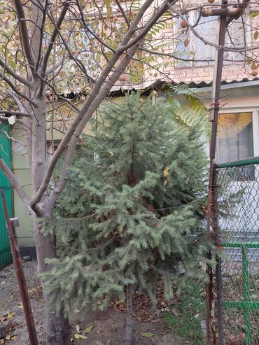 чернозем в бишкеке доставка: Ель голубая (Picea pungens) для озеленения участка. - Тип: хвойное