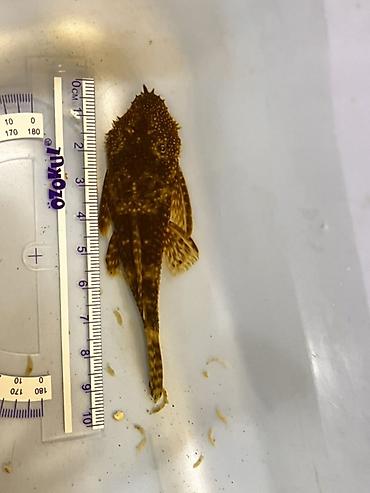 Akvarium aksesuar və ləvazimatları: Akvarium balığı – Hypostomus plecostomus (bristlenose/“sucker” tipli — 1