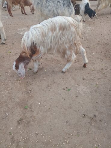 Keçi, çəpiş: Dişi, il: 1, 18 kq, Damazlıq — 5