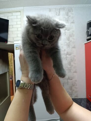 Продажа кошек: Британская короткошёрстная, 2 месяца, Девочка, Лиловый — 14