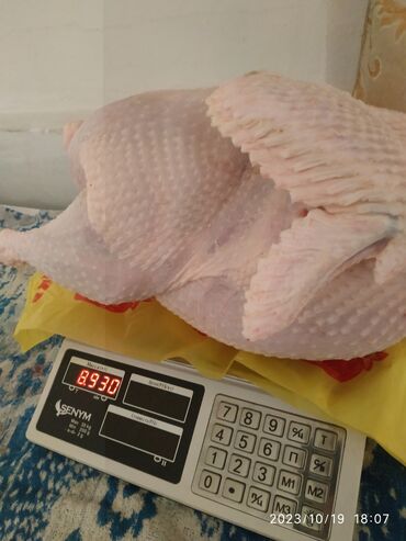 Мясо, рыба, птица: Продаётся Мясо индейки вес от 9 кг до 20 кг