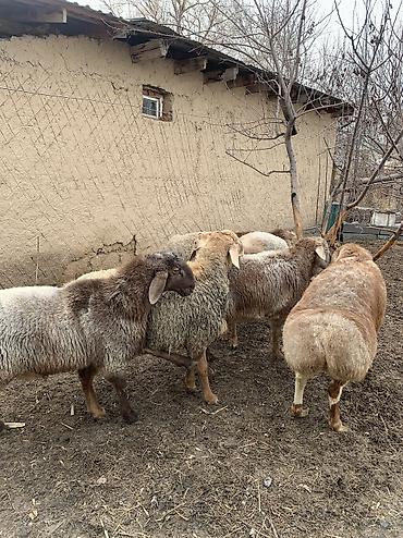 Баран, овца: Продаю | Баран (самец) | Арашан | Для разведения — 6