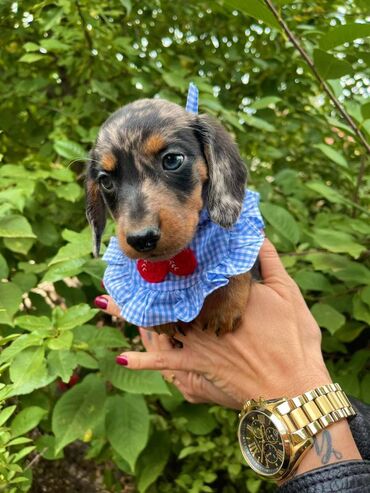 Psi: Odgajivacnica pasa “Happy Puppies” ima prelepe stence mini jazavicara — 1