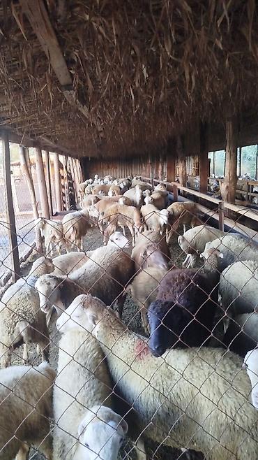 kənd toyuqlarının satışı: Beyləqan quzuları satılır hər cür çəki mövcuddur 150 ədəddir ən azı 50 — 7
