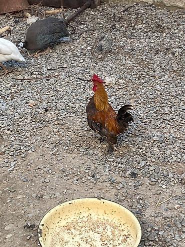 qus: Xoruz 🐓 Yaponka — 1