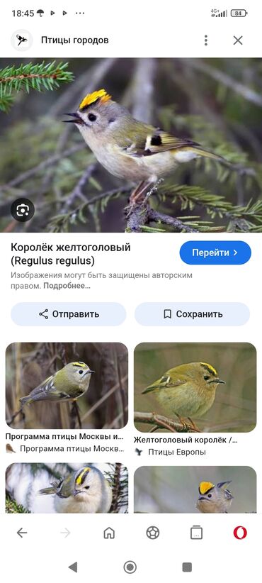 феникс бишкек: Куплю желтоголового королька за особь за самца 250 сом за самку 200