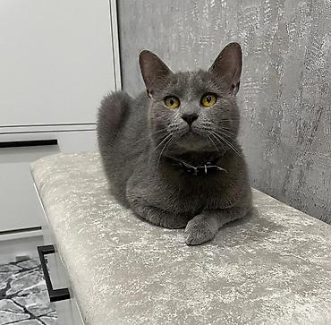 вислоухий кот: Русская голубая, Самка — 1