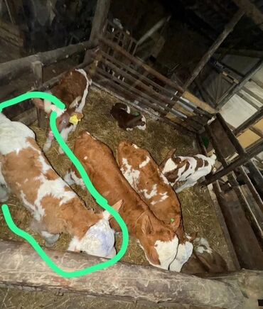 Dana, buzov: Dana, buzov, Dişi, Simental, ay: 1, Damazlıq, Ətlik, Rayonlara çatdırılma, Pulsuz çatdırılma, Ödənişli çatdırılma — 10