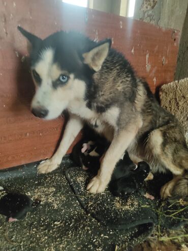 İtlər: Xaski, 1 ay, Erkek — 3