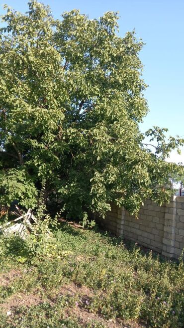 Həyət evləri və villaların satışı: 6 otaqlı, 150 kv. m, Orta təmir — 49