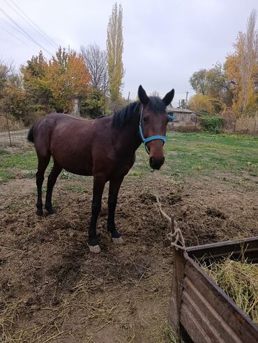 продаю в связи с переездом: Продаю | Конь (самец), Жеребец