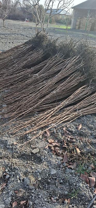 fıstıq ağacı satışı: Xurma sisburun 15 min eded say 100% qarantu — 2