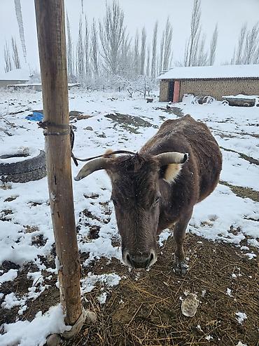 Коровы, быки: Продаю | Корова (самка) | Швицкая | Для молока | Привязанные — 10