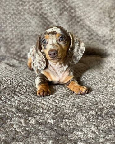 Άλλα: Όμορφα κουτάβια dachshund Πουλάμε 4 υπέροχα μινιατούρα ντάκ κουτάβια