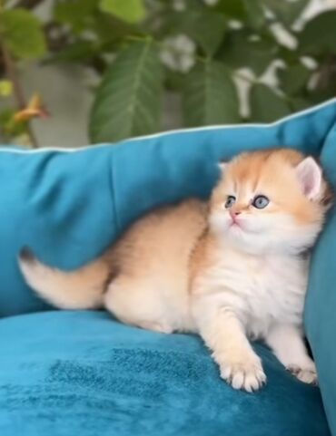 pişik cütleşdirme: Qızıl şinşilla, Dişi, Yaxşı əllərə, Ünvandan götürmə, Ödənişli çatdırılma