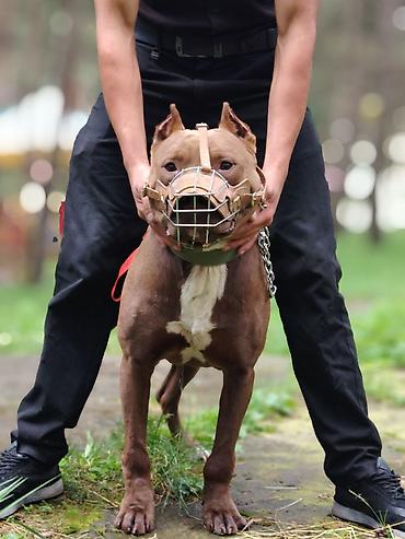 heyvan mal: It it (a pet) is OK. Describe product: a pit bull? But image policy — 1