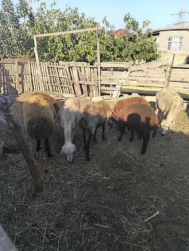 simmental inək cinsi: Salam cavan qoyunar satilir 3 anadi 3 baladi bir qocdu reyal alici zey — 2