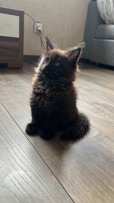 сиамский котенок цена: Мейн-кун, 2 айлык, Ургаачы, Кара