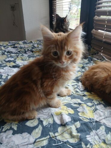 Mačke: Mace dugodlake – leglo prelepih mačića - Tip: kućne mačke dugodlake — 7