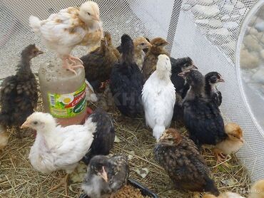 канарейка птица: Продаю месячных цыплят разных пород. Вакцинированные. 200шт