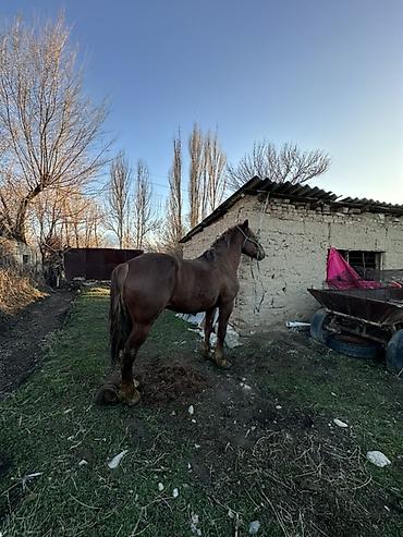 мальки рыб: Продаю | Жеребец | Рабочий — 2