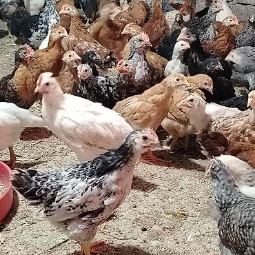 brama cuceler: Toyuq cücələri, Damazlıq, Ünvandan götürmə — 1