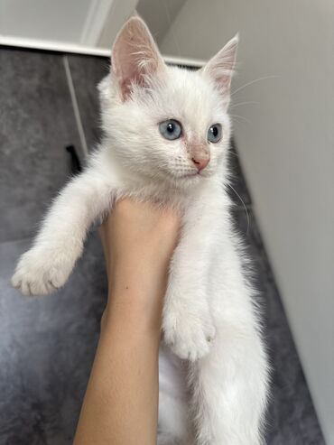 переноска для котят: Белый пушистый мальчик с розовыми лапками 1 мес 
Проглистован