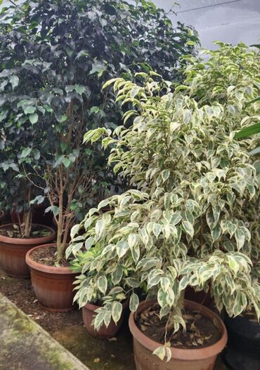 Пальмы: Пальмы Дипсис Монстеры, Бадьян Аннисовый,Корица, Стрелиция at lalafo.kg — 13 Пальмы: Пальмы Дипсис Монстеры, Бадьян Аннисовый,Корица, Стрелиция — 13