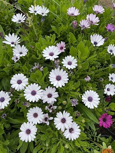 gul toxum satışı: Qırmızı sardunya, papatya və narıncı-akçaçiçək (tagetes) fidanları - — 7